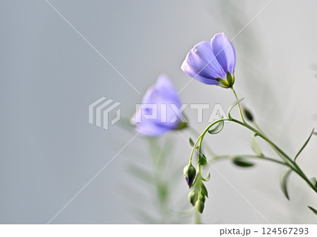 亜麻の花 亜麻の花 124567293