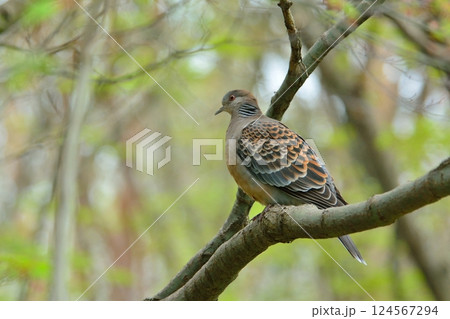 枝に止まるキジバト 枝に止まるキジバト 124567294