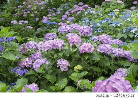 アジサイの花 アジサイの花 124567512