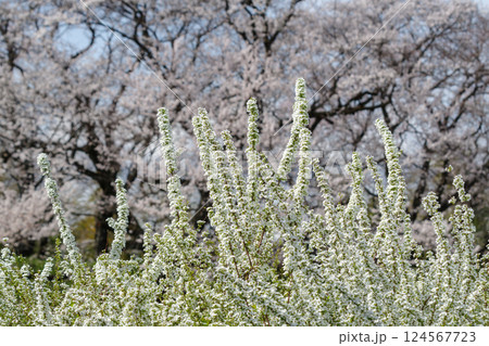 満開のユキヤナギ(愛知県一宮市) 満開のユキヤナギ(愛知県一宮市) 124567723