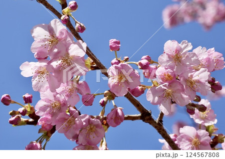 青空に映えるピンクの河津桜 青空に映えるピンクの河津桜 124567808