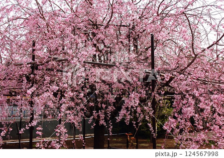 見頃を迎えた福蔵院ルンビニー庭園に咲く「三春滝桜」の子孫(1) 見頃を迎えた福蔵院ルンビニー庭園に咲く「三春滝桜」の子孫(1) 124567998