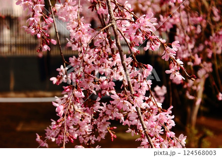 見頃を迎えた福蔵院ルンビニー庭園に咲く「三春滝桜」の（5） 124568003