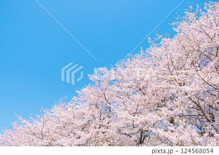 満開の桜と青空 124568054