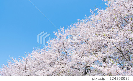 満開の桜と青空 124568055