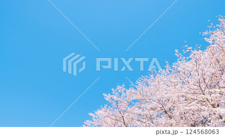 満開の桜と青空 124568063