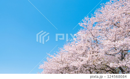 満開の桜と青空 124568084