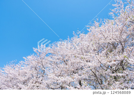 満開の桜と青空 満開の桜と青空 124568089