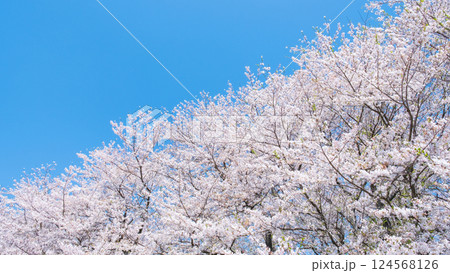 満開の桜と青空 満開の桜と青空 124568126