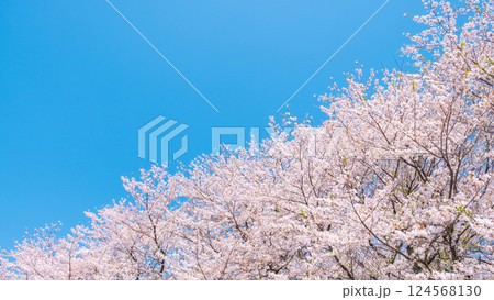 満開の桜と青空 満開の桜と青空 124568130
