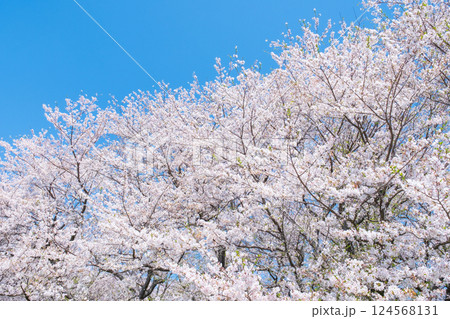 満開の桜 124568131