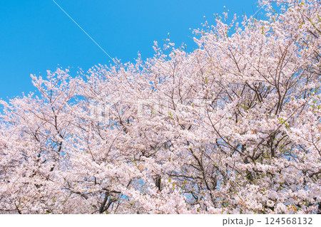 満開の桜 満開の桜 124568132