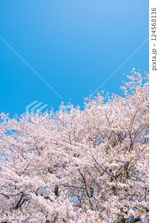 満開の桜と青空 124568136