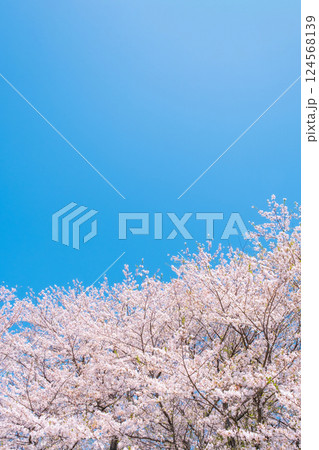 満開の桜と青空 124568139