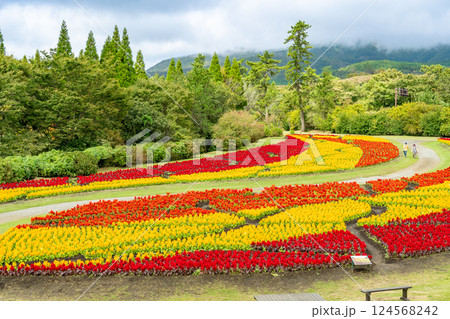 大分県竹田市　秋のくじゅう花公園の赤と黄色が美しいけいとうの花畑 124568242