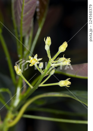 アボガドの花 124568379