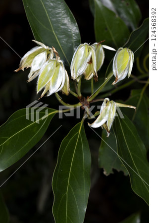 シロダモ シロダモ 124568392