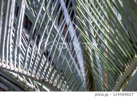 ヤブオニザミアの造形【ソテツ科マクロザミア属】 ヤブオニザミアの造形【ソテツ科マクロザミア属】 124569027