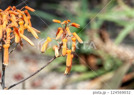 アロエストリアータ、別名、慈光錦（じこうにしき） 124569032