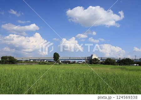 茨城県龍ケ崎市の牛久沼の風景 124569338