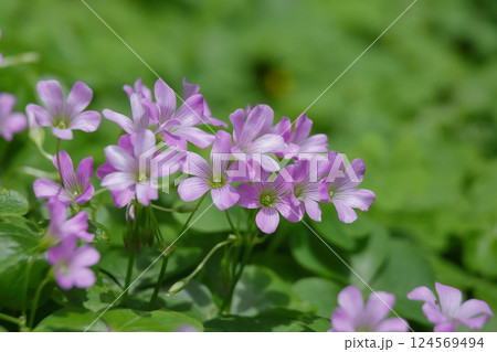 小さくて可愛いムラサキカタバミの花 124569494