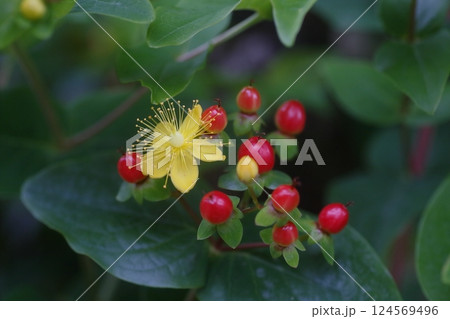 黄色で可愛いコボウズオトギリの花 124569496