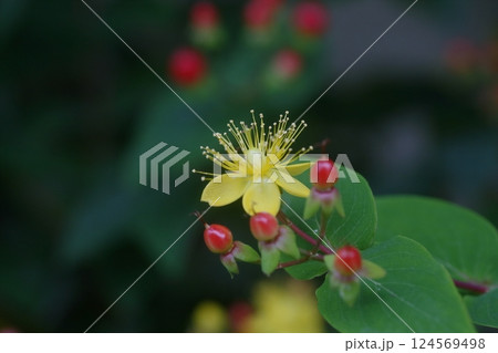 黄色で可愛いコボウズオトギリの花 124569498