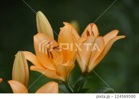 オレンジ色のスカシユリの花 124569500