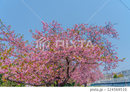 春の青空に映える満開の河津桜 春の青空に映える満開の河津桜 124569510