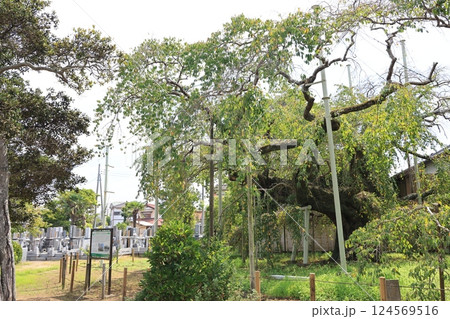 般若院の葉桜の枝垂れ桜 124569516