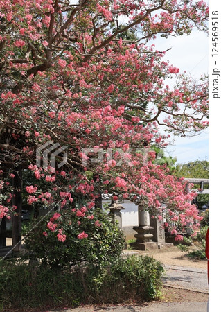 茨城県龍ケ崎市の天台宗般若院　金剛山観仏寺の風景 124569518