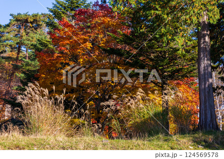 秋の長野県茅野市　紅葉の蓼科高原 124569578
