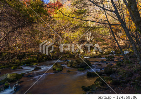 秋の長野県茅野市　紅葉の蓼科高原　滝ノ湯川 124569586