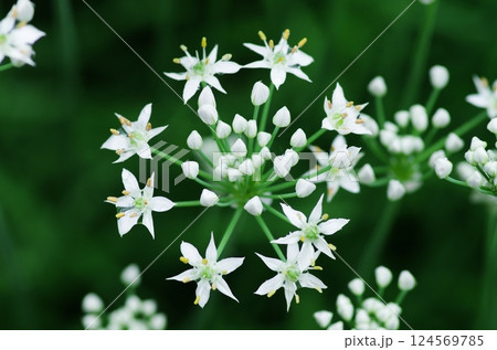 ニラの花 124569785