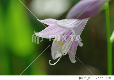 ギボウシの花 124569786