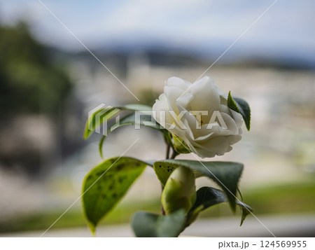 美しい椿の花(姫白雪) 美しい椿の花(姫白雪) 124569955