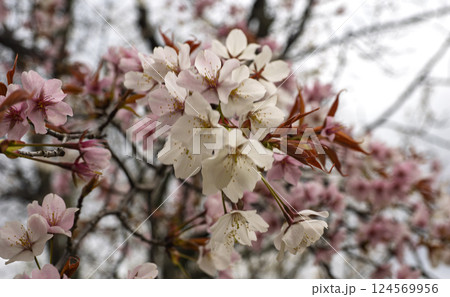 白とピンクのサクラの花 白とピンクのサクラの花 124569956