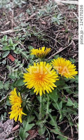 春を告げるタンポポの花、春に咲く花、春に咲く黄色い花、西洋たんぽぽの花 124570266
