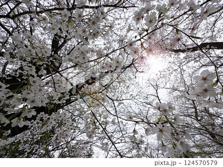 逆光の桜 124570579