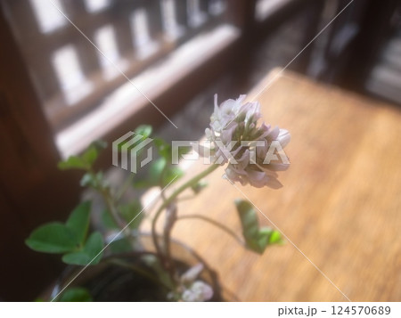 シロツメグサ 124570689