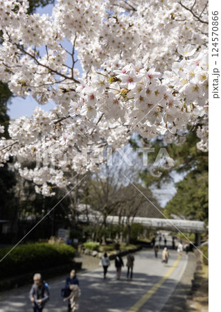 春、桜咲く遊歩道と行きかう人々の風景 124570866