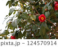 赤い椿 124570914