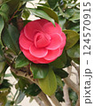 満開寸前の椿 124570915