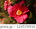 赤いサザンカ 124570916