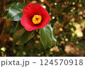 赤い椿 124570918