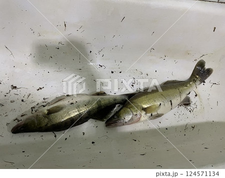 Fresh zander fish filleting on wooden board Fresh zander fish filleting on wooden board 124571134