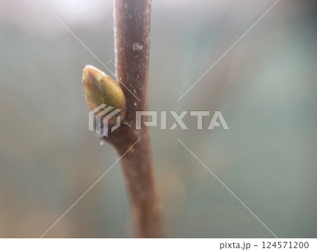Tender spring buds blooming on tree branches Tender spring buds blooming on tree branches 124571200