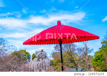 円山公園の野点傘 円山公園の野点傘 124571225