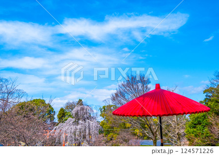 円山公園の野点傘 円山公園の野点傘 124571226