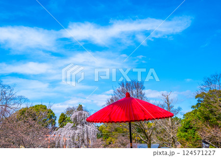 円山公園の野点傘 円山公園の野点傘 124571227